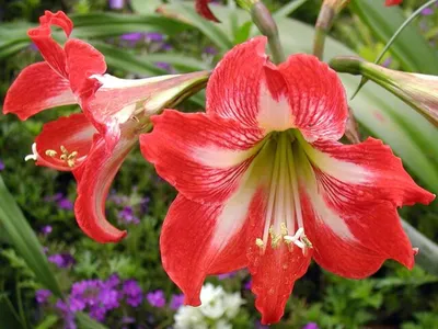 Hippeastrum sp., Amaryllis