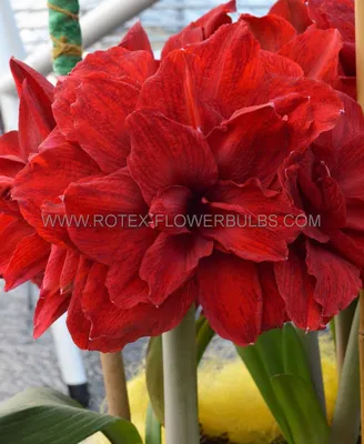 HIPPEASTRUM (AMARYLLIS UNIQUE) DOUBLE FLOWERING 'AMARANTIA' 34/36 CM. (6  P.OPEN TOP BOX) | Rotex Flowerbulbs BV