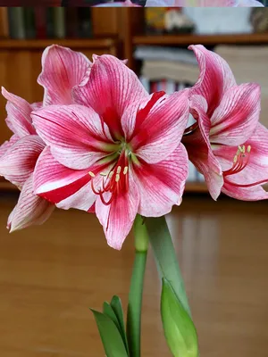 Gervase - Hippeastrum | VDQ Bulbs