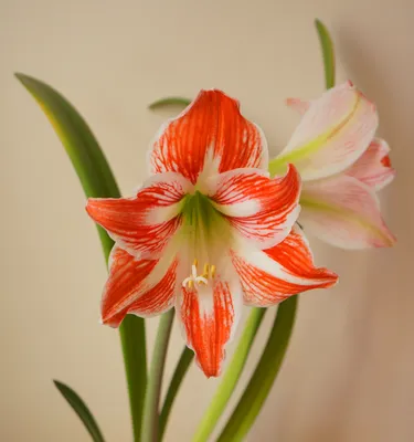 File:Hippeastrum Striatum.jpg - Wikimedia Commons