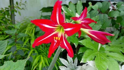 Hippeastrum 'Voodoo' – Secret Garden Growers