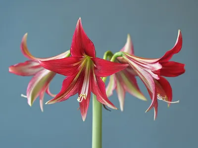 Hippeastrum 'Machala' | An nice example of modern Hippeastru… | Flickr