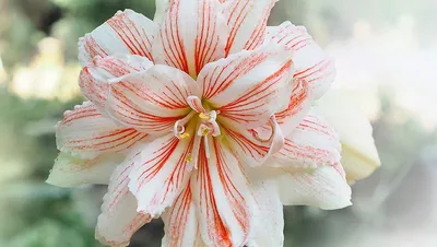 Hippeastrum argentinum | Amaryllis, Flowers, Flora