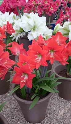 Hippeastrum 'Gervase' | Large flowering Amaryllis | Flickr