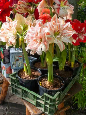 Amaryllis (Hippeastrum) Guide | Our House Plants