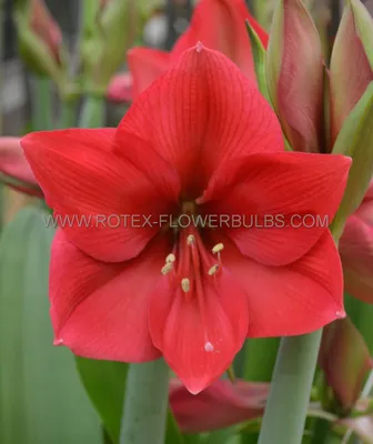 Image Amaryllis (Hippeastrum) - 401013 - Images of Plants and Gardens -  botanikfoto