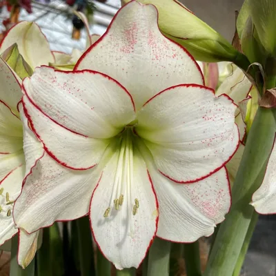 Hippeastrum striatum - Wikispecies