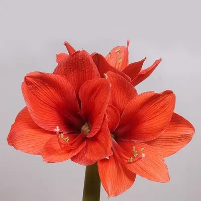 White hippeastrum hi-res stock photography and images - Alamy