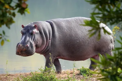 Hippopotamus гиппопотама Amphibius Стоковое Изображение - изображение  насчитывающей бегемот, глушь: 9361067