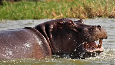 Взрослое заплывание гиппопотама в бассейне Стоковое Изображение -  изображение насчитывающей бегемот, гиппопотам: 55926125
