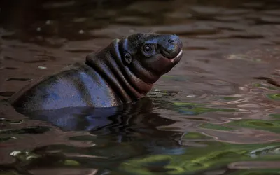 Обыкновенный бегемот или гиппопотам (лат. Hippopotamus amphibius) –  Интересные животные