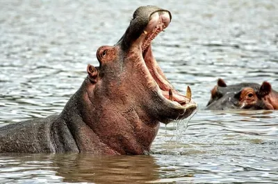 Гигант бегемота (гиппопотама) раскрыл свой рот на воде в зоопарке  Chiangmai, Таиланд Стоковое Изображение - изображение насчитывающей  портрет, цвет: 55245647