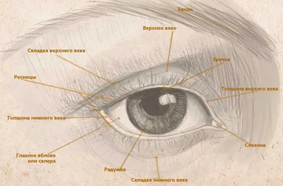 Рисунок глаза простым карандашом | Пикабу