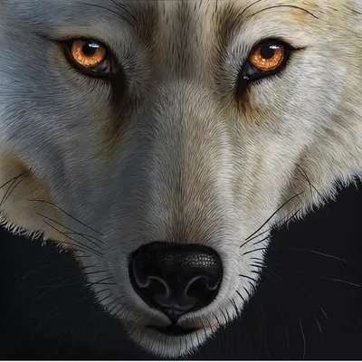 Глаза волка