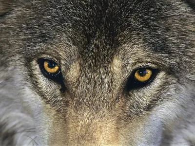 Купить фотообои Волки «Голубые глаза волка» | PINEGIN