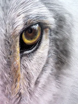 Глаз Волка | Глаз волка вики | Fandom