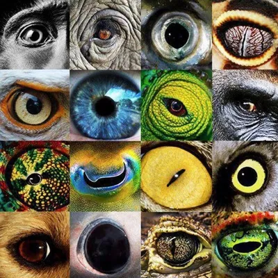 Как выглядели бы животные, если бы глаза у них были спереди: забавные фото  - Последние новости - Развлечения