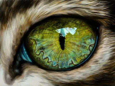 Глаза животных - Живые глазки - глаза для игрушек, кукол, украшений, глаза  животных, глаза для таксидермии