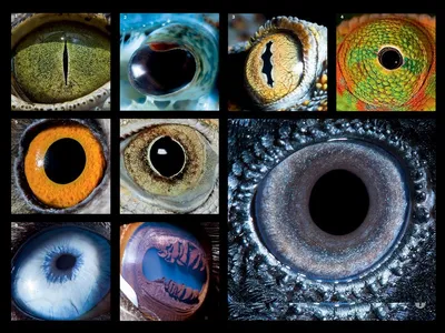 Фотографии глаза и животные, глаза и природа, девушки и животные |  Фотография глаза, Животные, Глаза