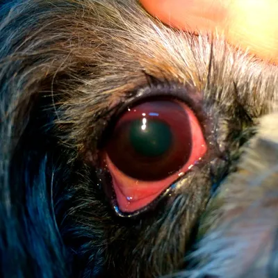 Глаза человека и животных