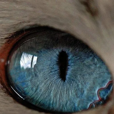 Глаз льва | Пикабу
