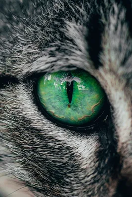 Лучшие глаза в мире животных -
