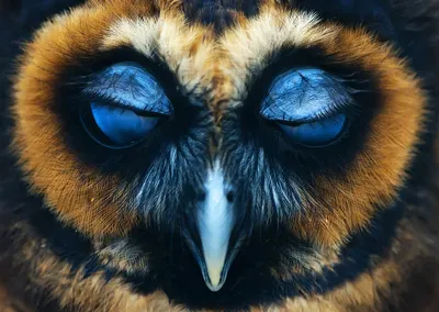Необычные глаза животных | Пикабу
