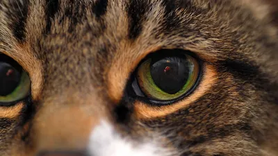 Красивые глаза животных - красивые фото