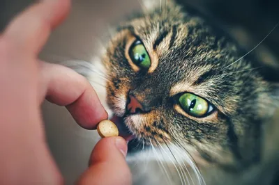 Симптомы появления глистов у кошки - Защита от глистов - Советы