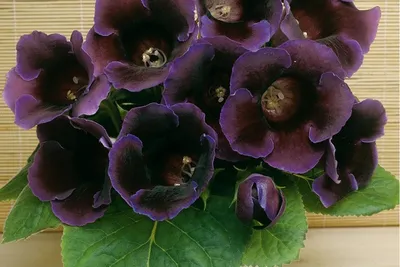 Семена цветов Глоксиния Поиск Харизма розовая 5 шт. — цена в Оренбурге,  купить в интернет-магазине, характеристики и отзывы, фото