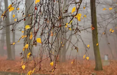 Глубокая осень в парке, деревьях и желтых листьях Стоковое Изображение -  изображение насчитывающей дуб, золото: 76351503