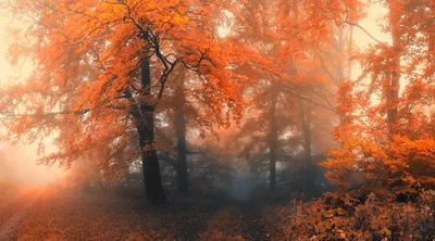Глубокая осень природа (56 фото) - 56 фото