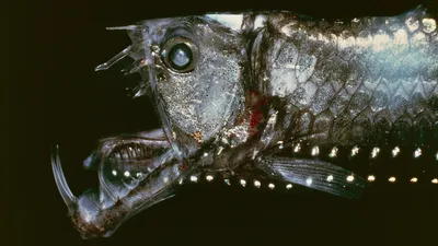 Глубоководные рыбы - почему они выглядят очень страшно - фото