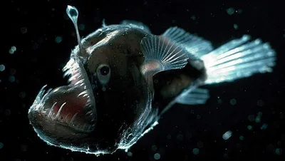 Глубоководные рыбы с другой планеты» — создано в Шедевруме