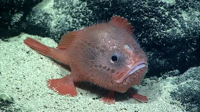Почему глубоководные рыбы такие страшные? | Real stone | Дзен