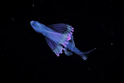 Почему глубоководные рыбы так страшно выглядят? - Рамблер/новости