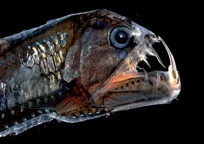 Глубоководные рыбы - 68 фото