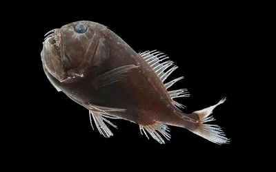 Необычные глубоководные рыбы - 2
