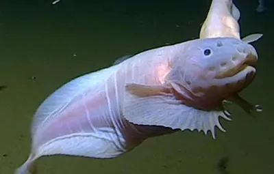 Самые глубоководные виды рыб: фото и краткое описание — Природа Мира