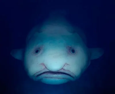 Ученые нашли рыбу, которая живет на глубине более 8 000 метров — это рекорд  среди животных - Hi-News.ru