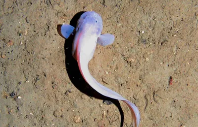 Как глубоководные рыбы выживают на глубине? | Зоомир | Дзен