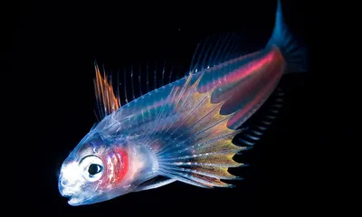 Глубоководные рыбы. 5 странных рыб океана. - YouTube