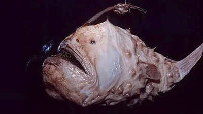 Глубоководные рыбы обладают чувствительным зрением «Ochkov.net»