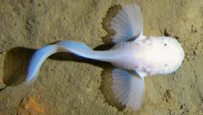 Самые глубоководные рыбы на Земле | Занимательная ихтиология | Дзен