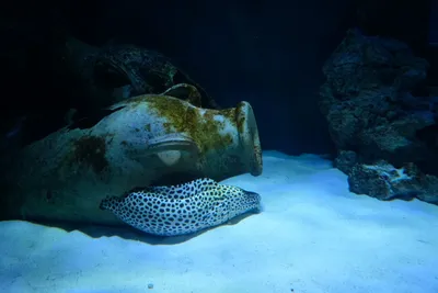 5 Самых Жутких Глубоководных Рыб в Мире 1 часть - YouTube