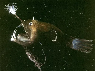 Класс Костные рыбы (Osteichthyes) [1971 - - Жизнь животных. Том 4. Часть 1.  Рыбы]