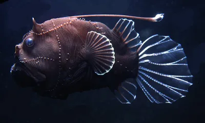 Самые глубоководные рыбы на Земле | Занимательная ихтиология | Дзен
