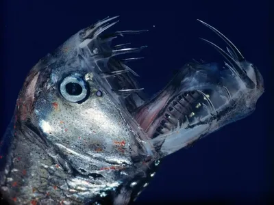 Самые необычные глубоководные рыбы | Интересный сайт