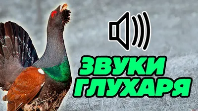 Глухарь птица, её особенности, образ жизни и среда обитания |  Givotniymir.ru | Дзен