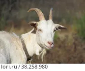 Год козы, китайский гороскоп, …» — создано в Шедевруме